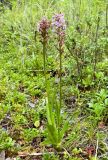 Gymnadenia conopsea