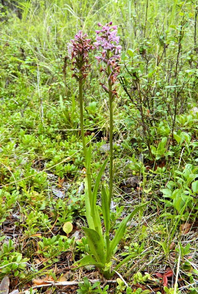 Изображение особи Gymnadenia conopsea.