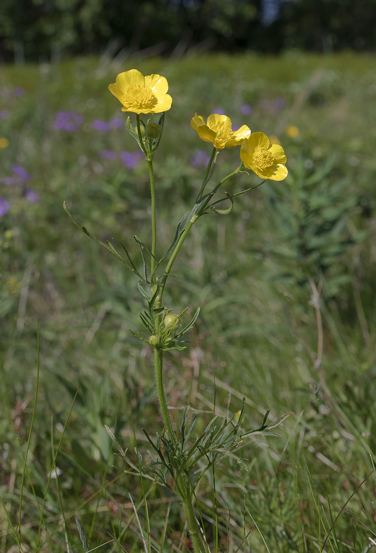 Image of Ranunculus polyanthemos specimen.