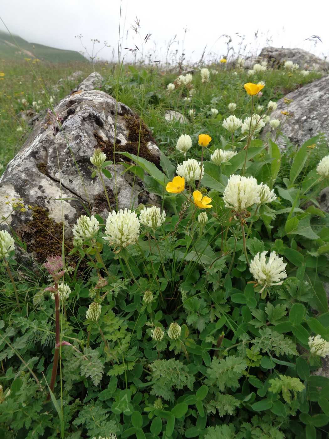 Изображение особи Trifolium canescens.