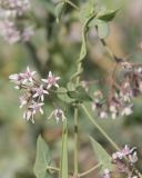 Cynanchum sibiricum