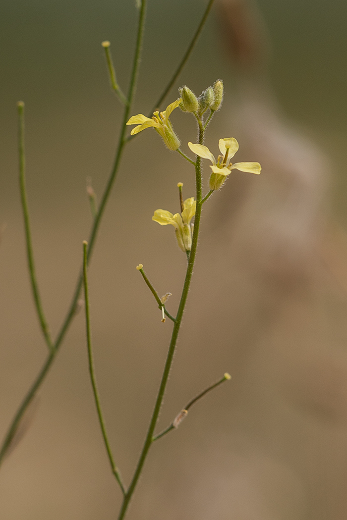 Image of Sisymbrium polymorphum specimen.