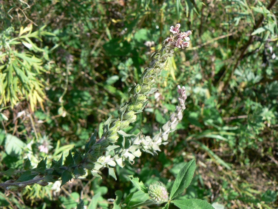 Изображение особи Odontites vulgaris.