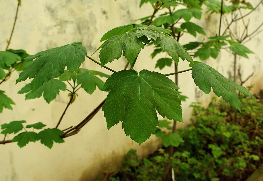 Image of Acer velutinum specimen.