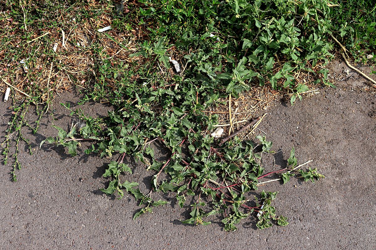 Image of Atriplex tatarica specimen.