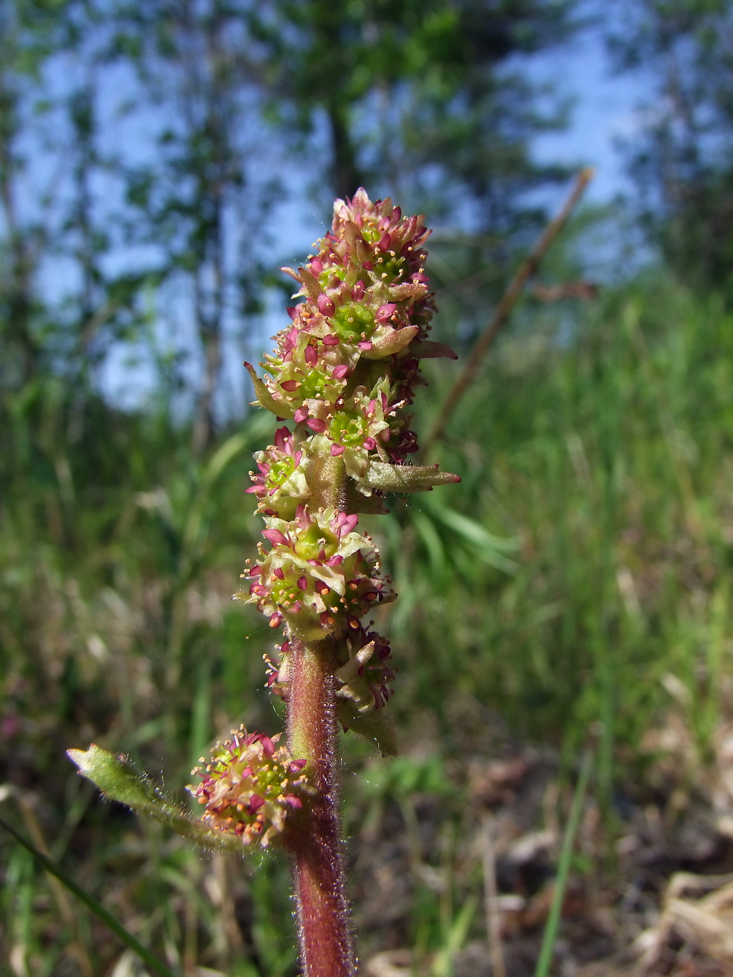 Image of Micranthes hieraciifolia specimen.