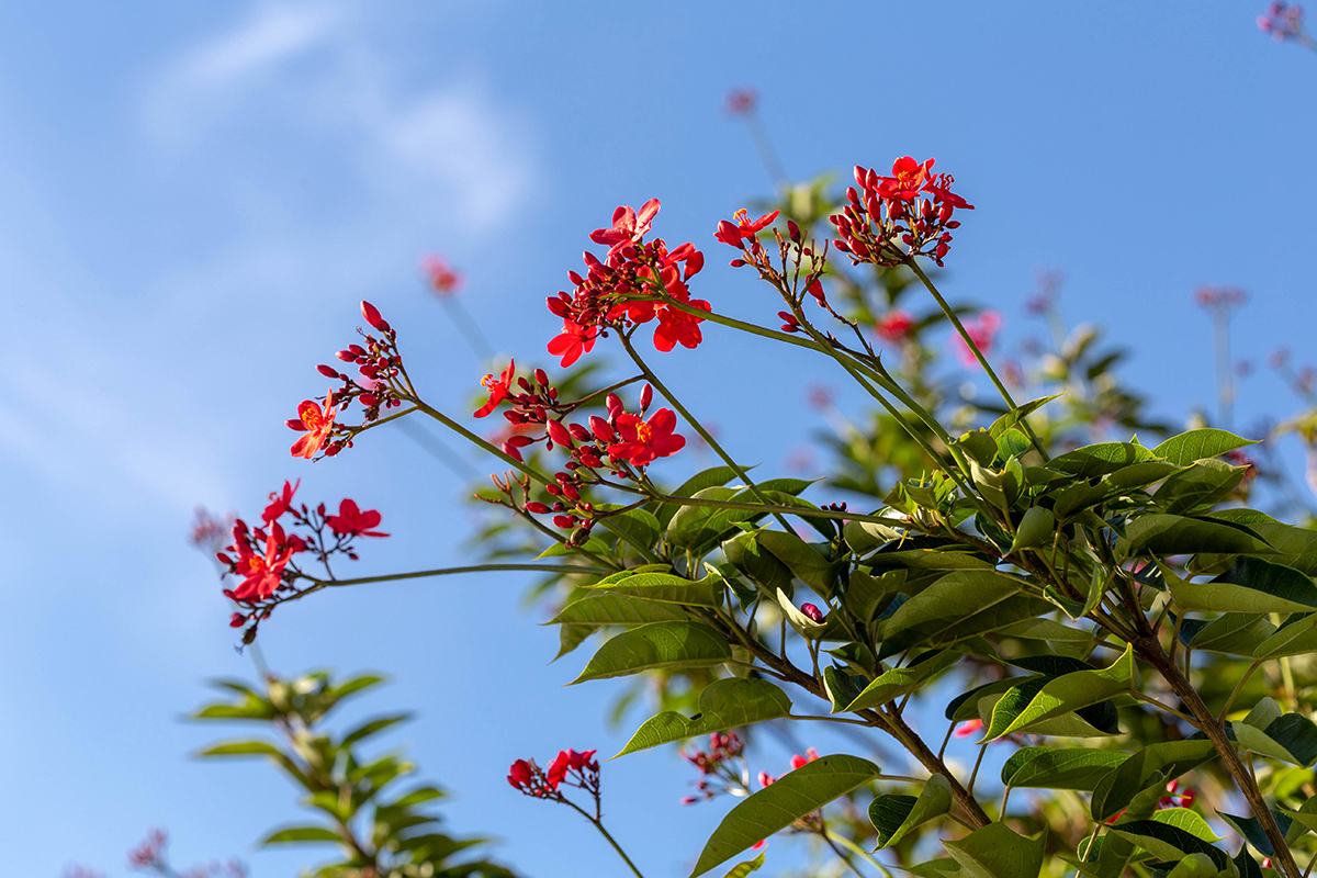 Image of Jatropha integerrima specimen.