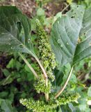 Amaranthus blitum. Верхняя часть цветущего и плодоносящего растения. Крым, Южный берег, Никитский ботанический сад, в цветнике. 19.10.2020.