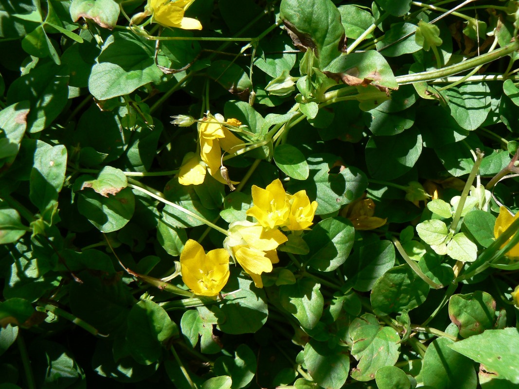 Изображение особи Lysimachia nummularia.