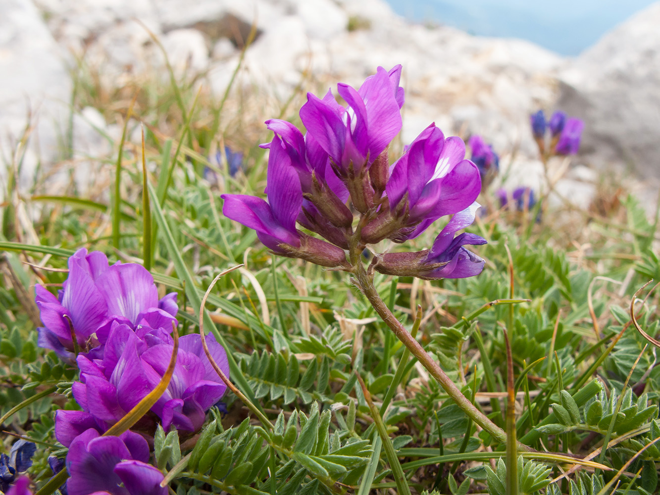 Image of Oxytropis lazica specimen.