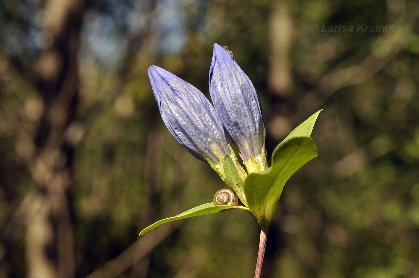 Image of Gentiana triflora specimen.