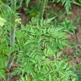 Chaerophyllum prescottii. Лист. Республика Татарстан, Агрызский р-н. 05.06.2010.