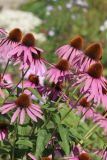 Echinacea purpurea