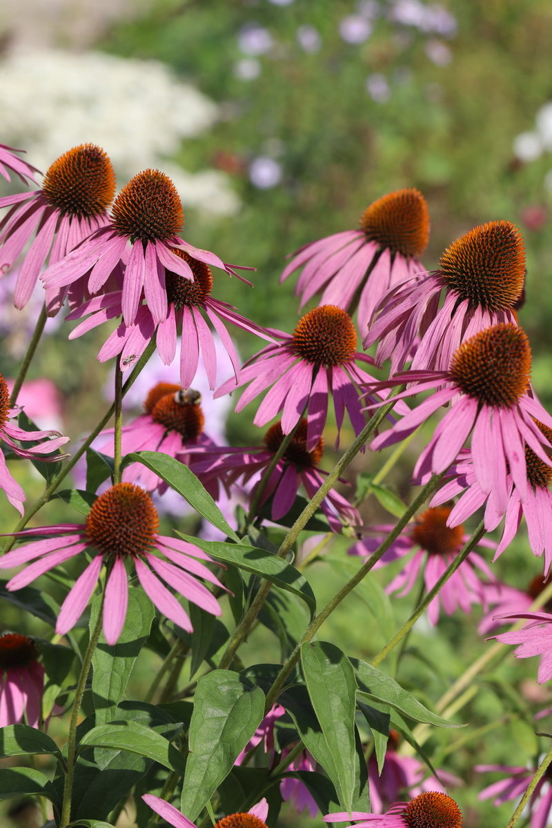 Изображение особи Echinacea purpurea.