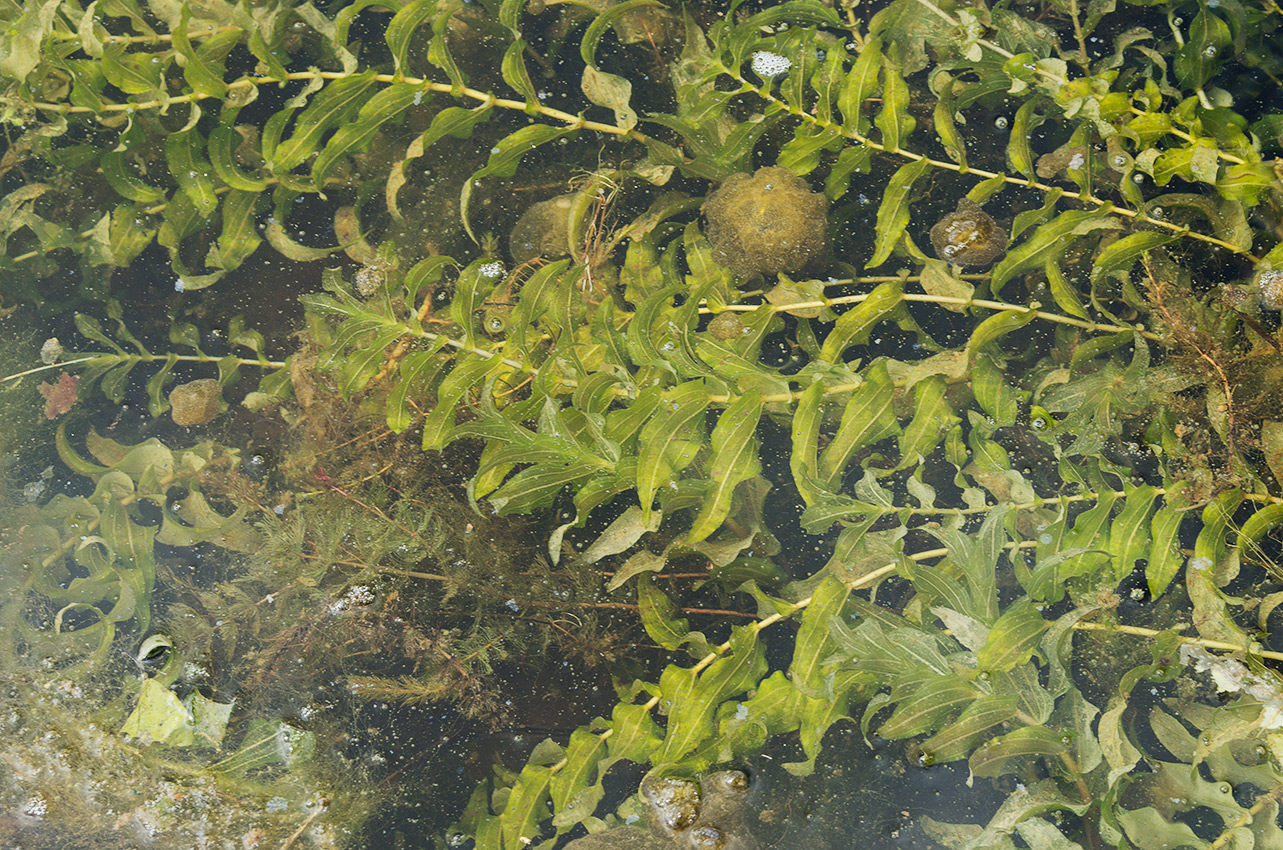 Image of Potamogeton perfoliatus specimen.