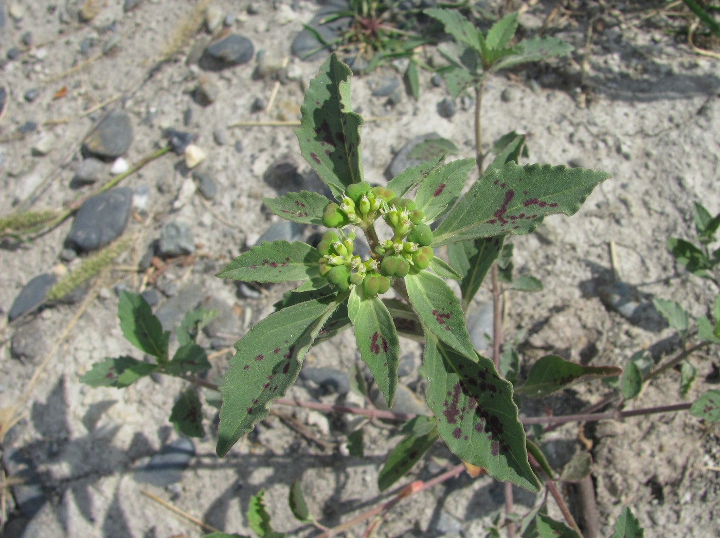 Image of Euphorbia davidii specimen.