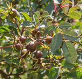 Rosa glauca