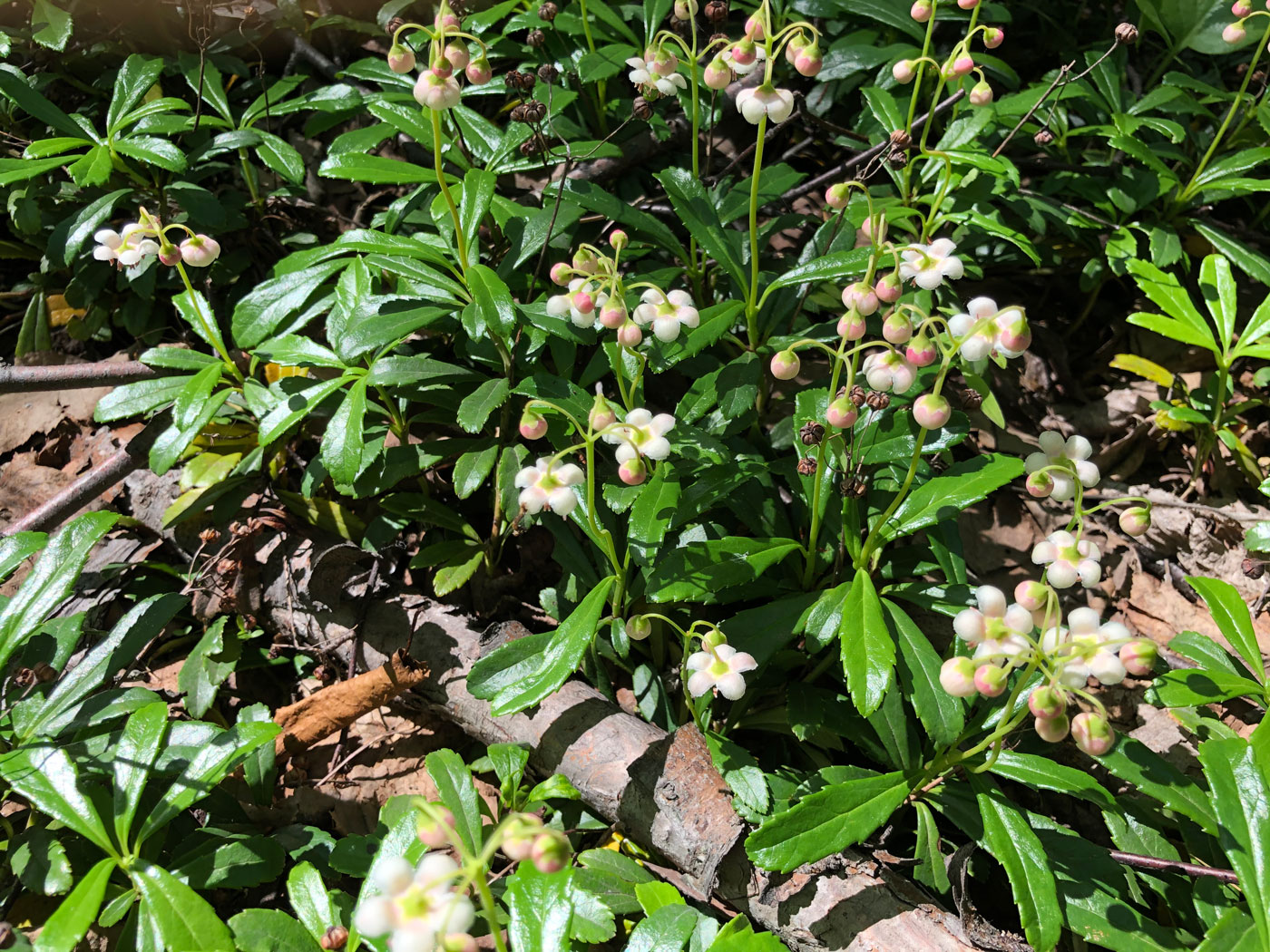 Изображение особи Chimaphila umbellata.