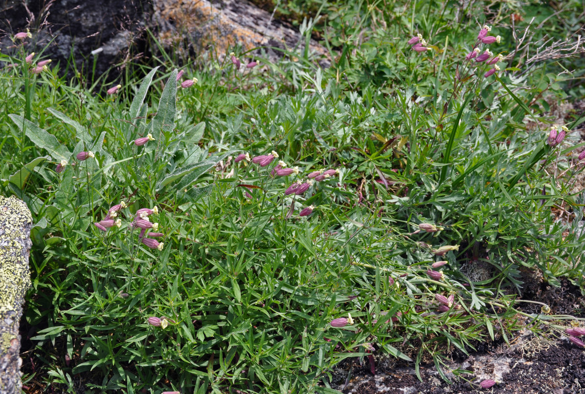 Image of Silene amoena specimen.