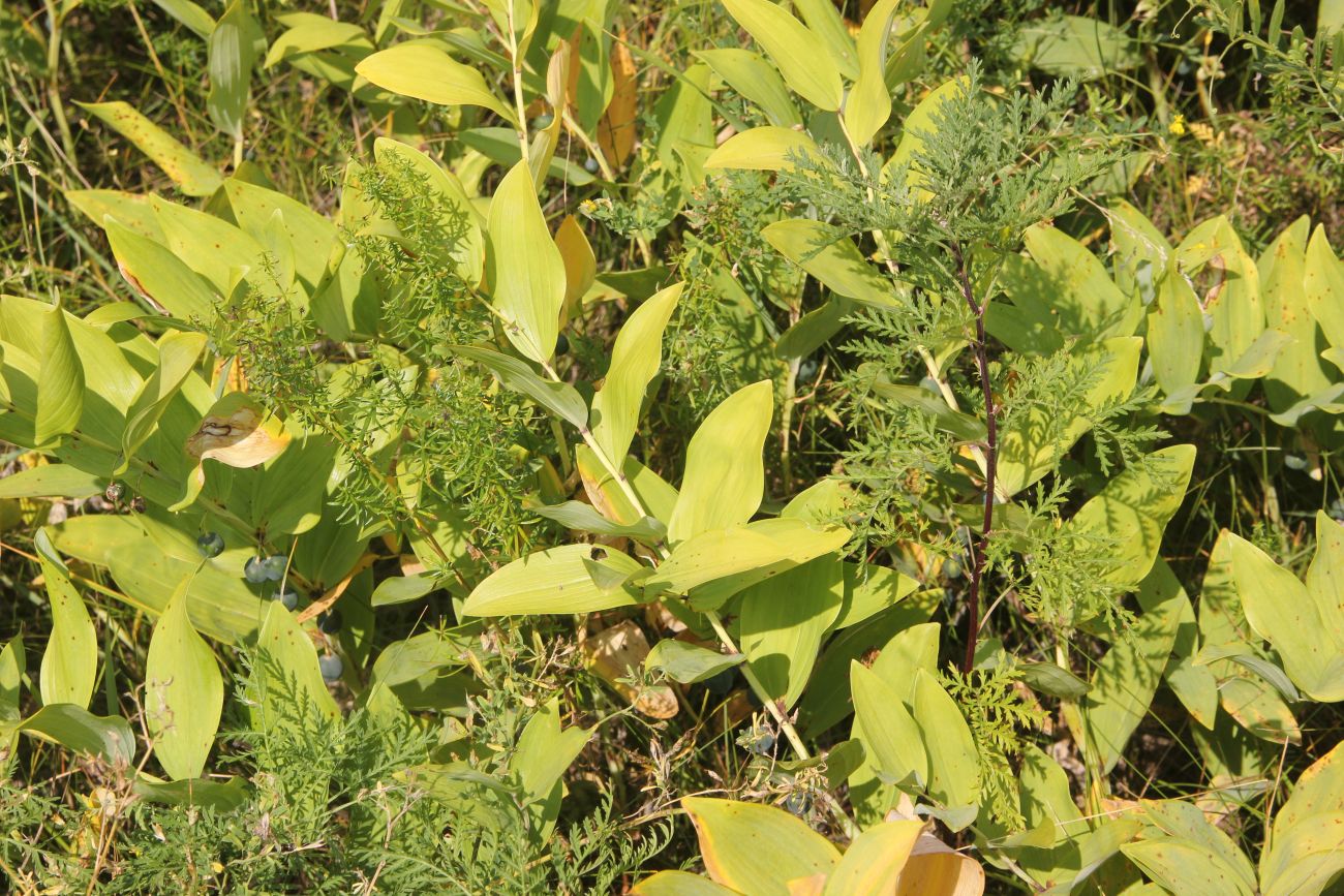 Image of Polygonatum odoratum specimen.