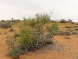 Ephedra strobilacea