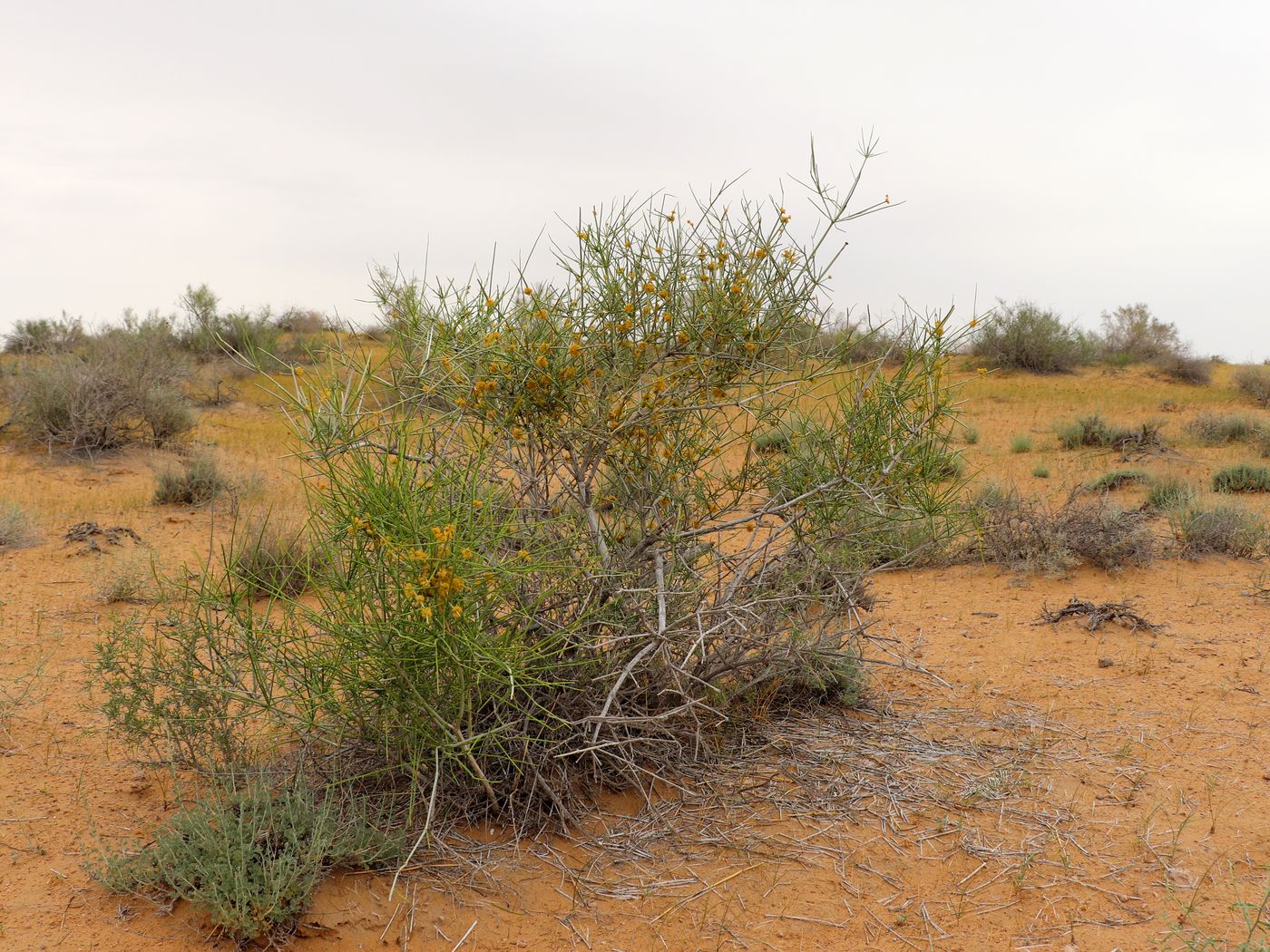 Изображение особи Ephedra strobilacea.