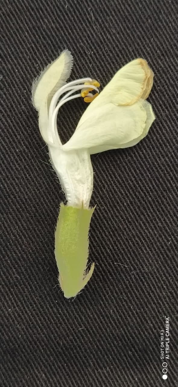 Image of Phlomoides pulchra specimen.