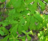 Quercus wutaishanica