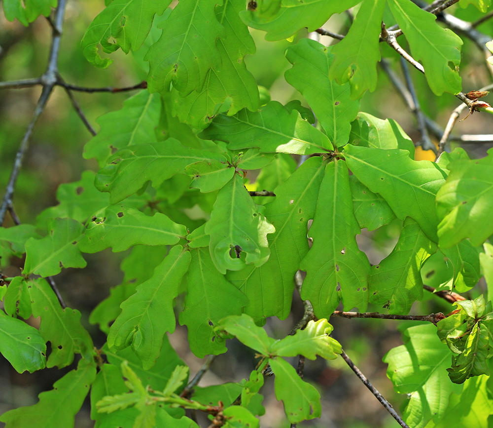 Image of Quercus wutaishanica specimen.