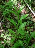 Cynoglossum germanicum. Цветущее растение. Дагестан, Магарамкентский р-н, Самурский лес, опушка широколиственного леса. 06.05.2022.