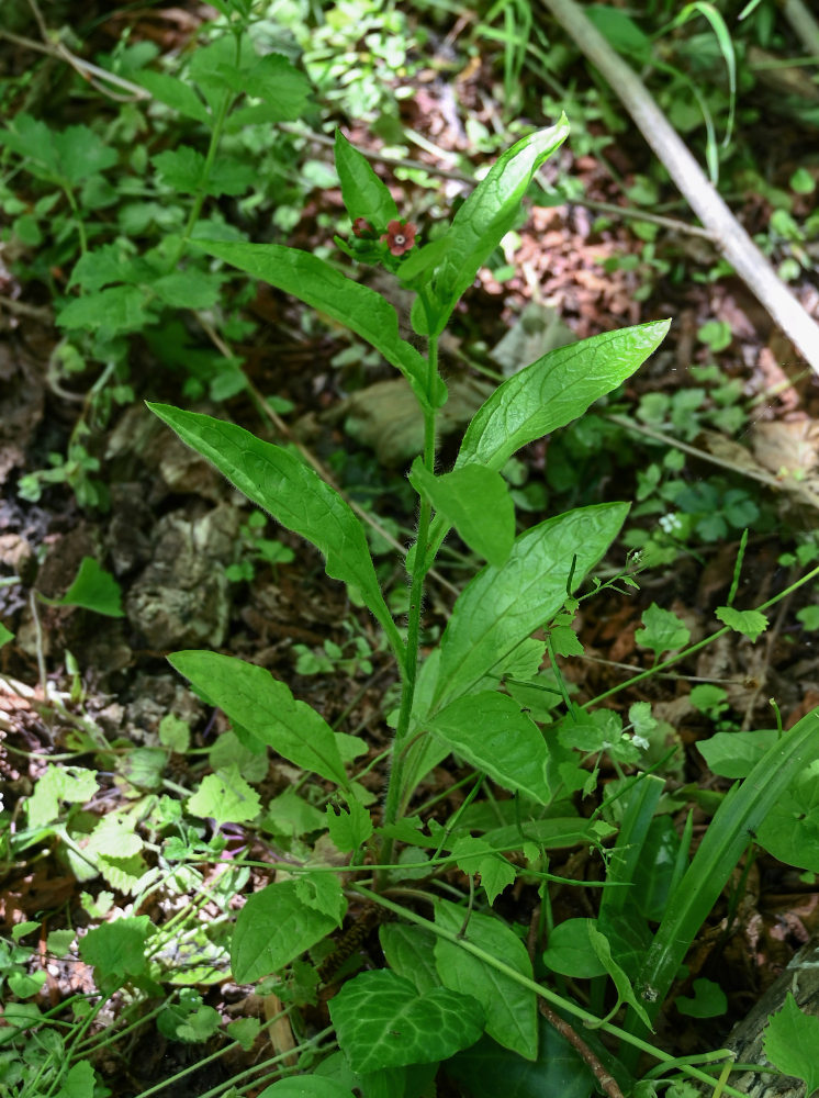 Image of Cynoglossum germanicum specimen.