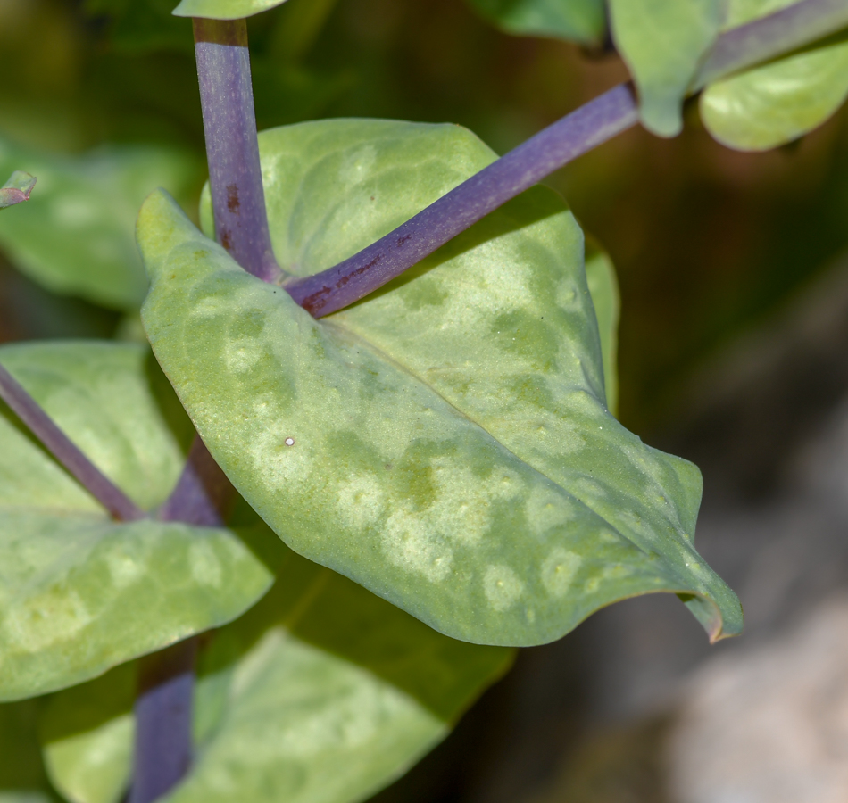 Image of Cerinthe palaestina specimen.