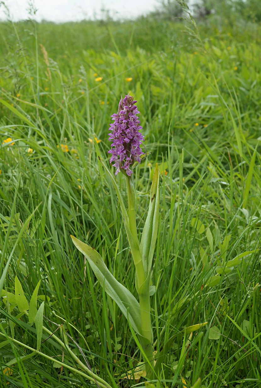 Изображение особи Dactylorhiza incarnata.