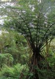 ordo Cyatheales