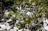 Thesium dollineri ssp. moesiacum
