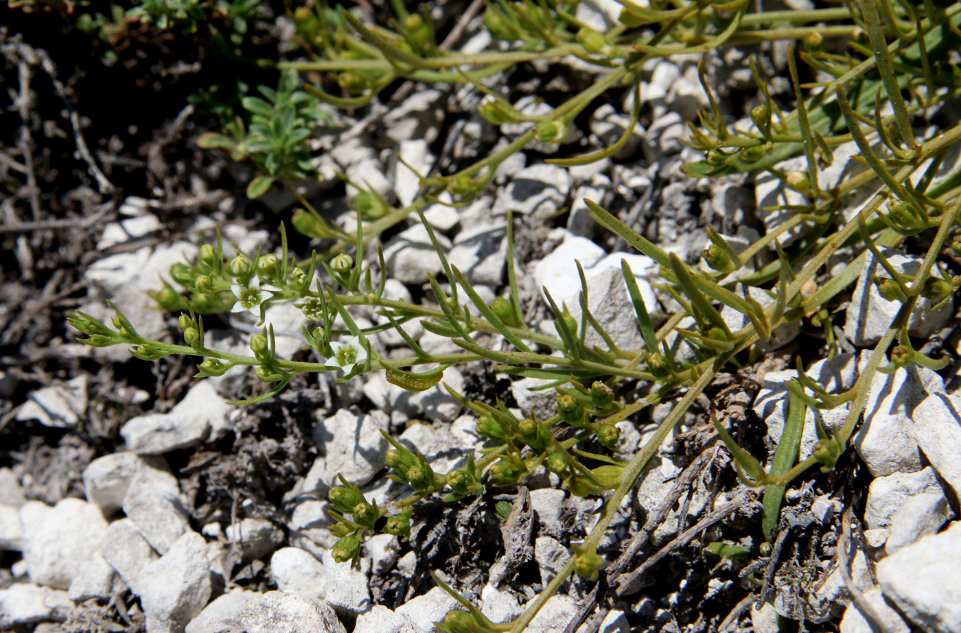Изображение особи Thesium dollineri ssp. moesiacum.