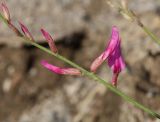 Astragalus haesitabundus. Часть соцветия. Дагестан, Буйнакский р-н, окр. Чиркейского вдхр., глинистые обнажения. 27 мая 2022 г.