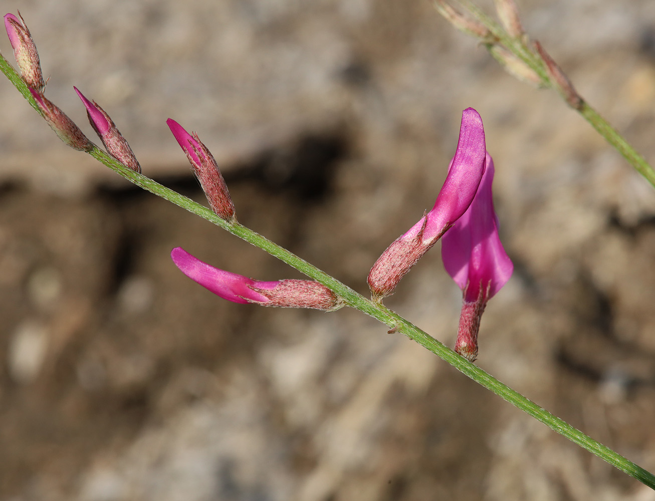 Image of Astragalus haesitabundus specimen.