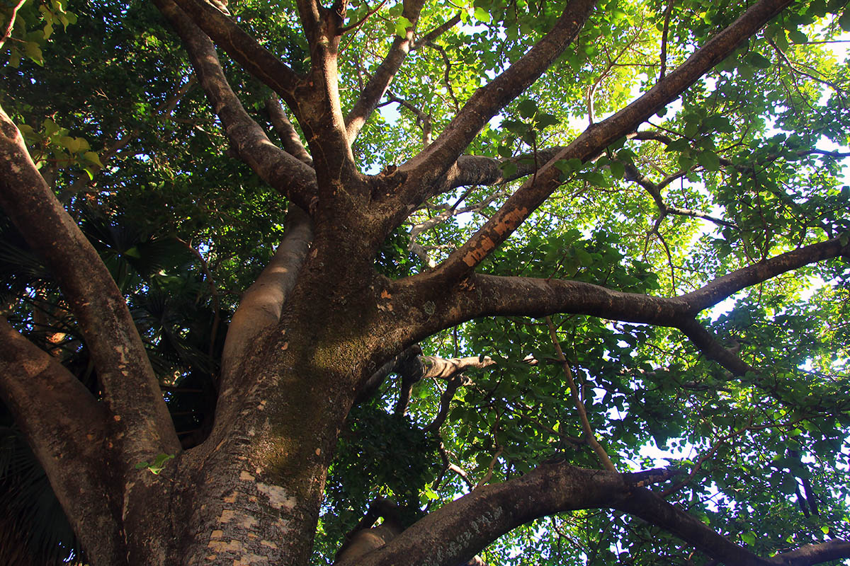 Image of Ficus vasta specimen.