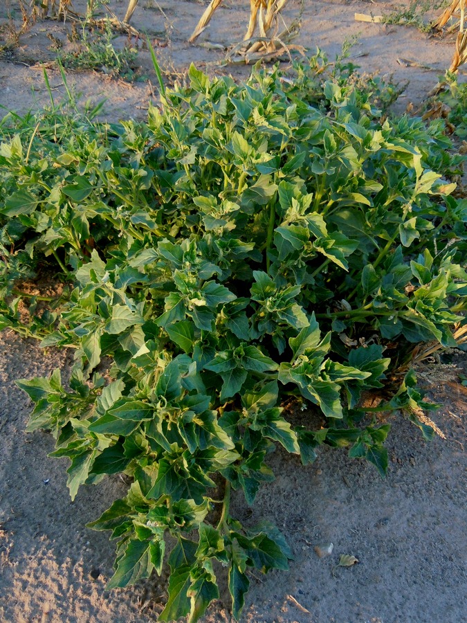 Image of Solanum nitidibaccatum specimen.