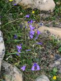 Campanula hohenackeri