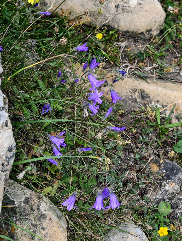 Изображение особи Campanula hohenackeri.