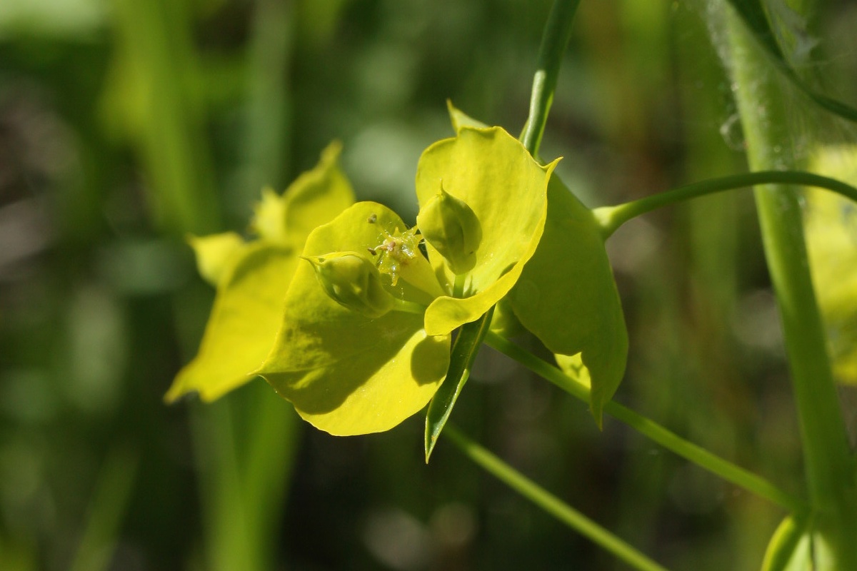 Изображение особи Euphorbia virgata.