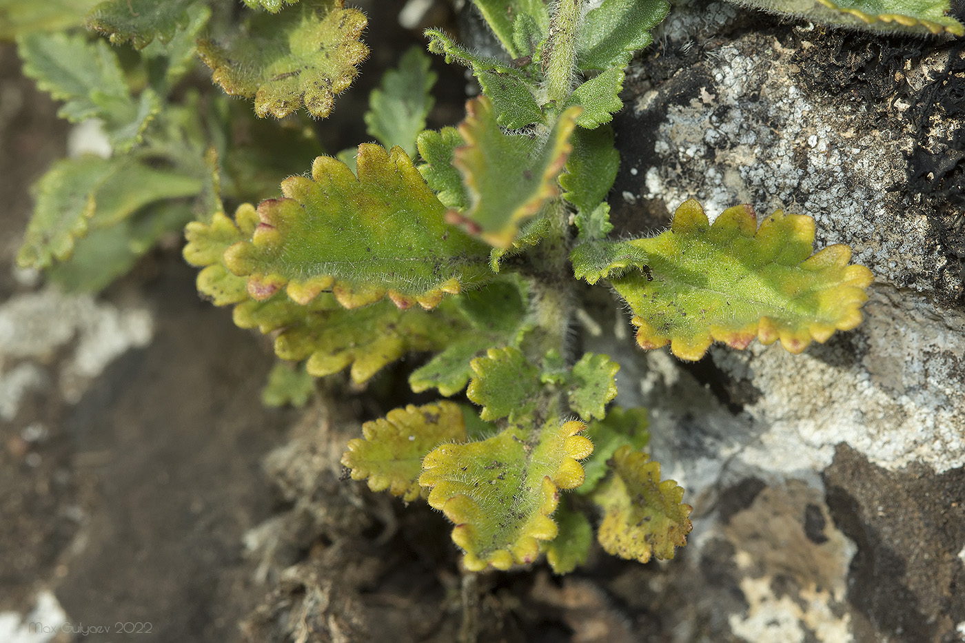 Изображение особи Teucrium chamaedrys.