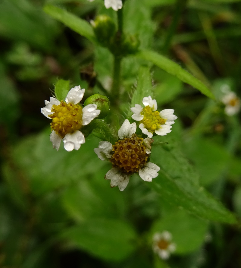 Изображение особи Galinsoga parviflora.