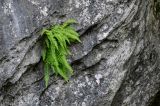 Woodsia caucasica