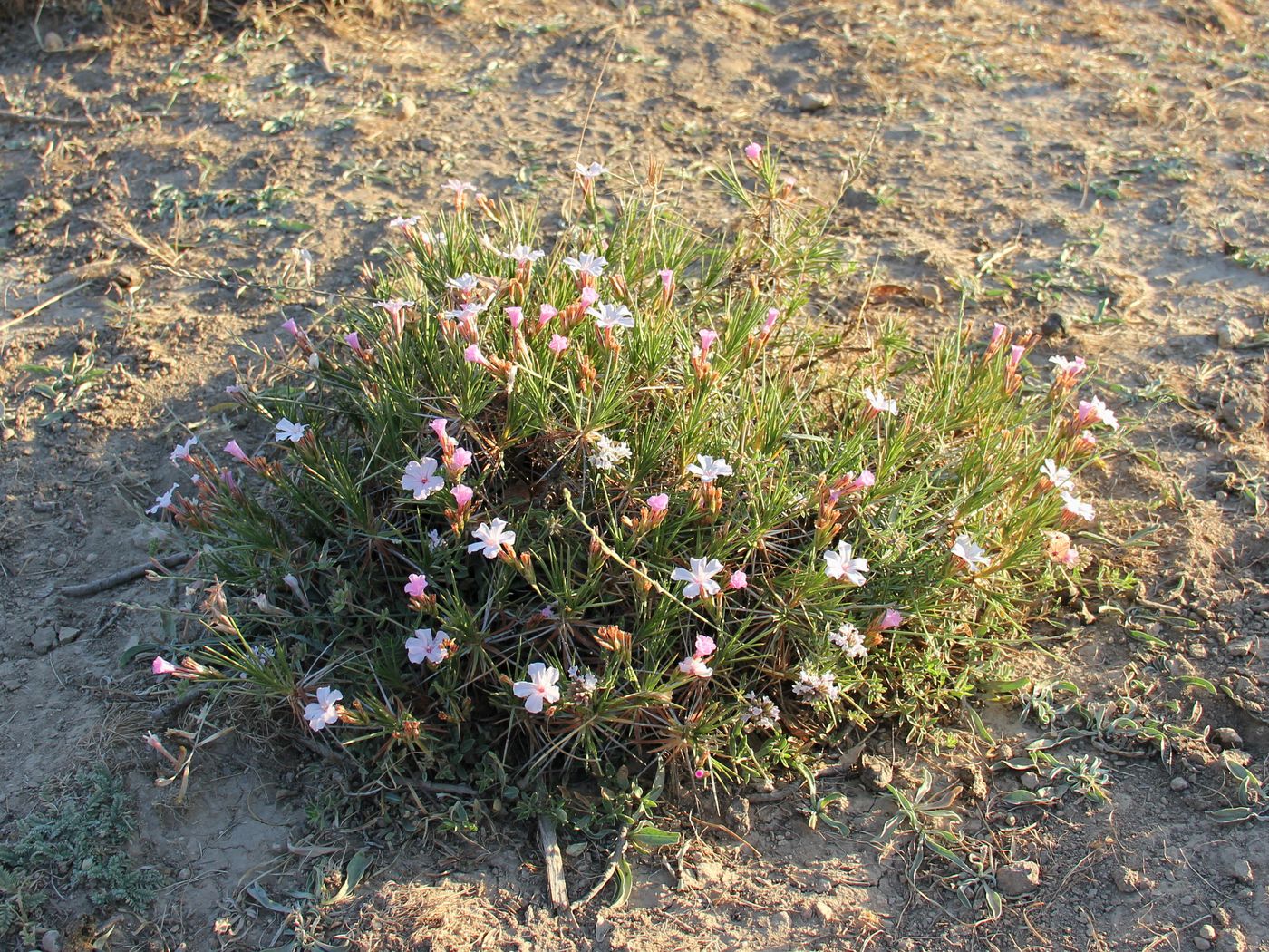 Изображение особи Acantholimon erythraeum.