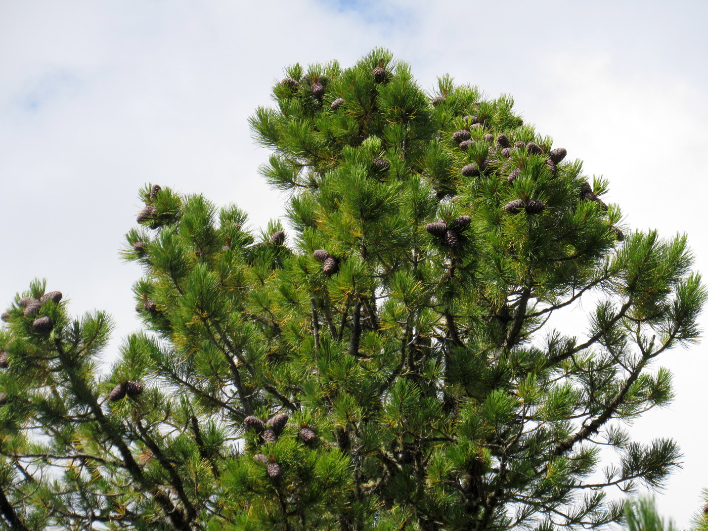 Изображение особи Pinus sibirica.