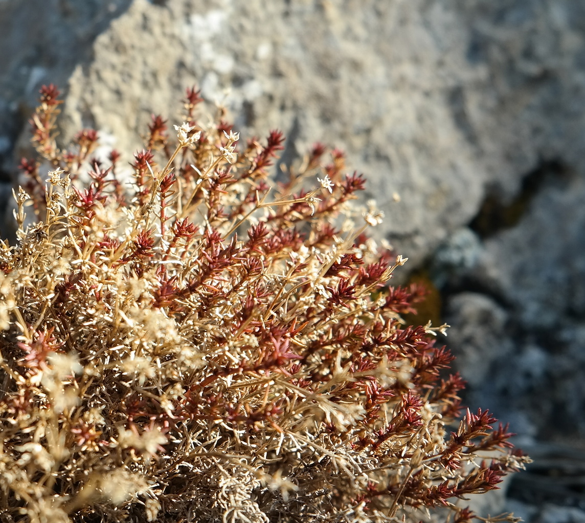 Изображение особи род Asperula.