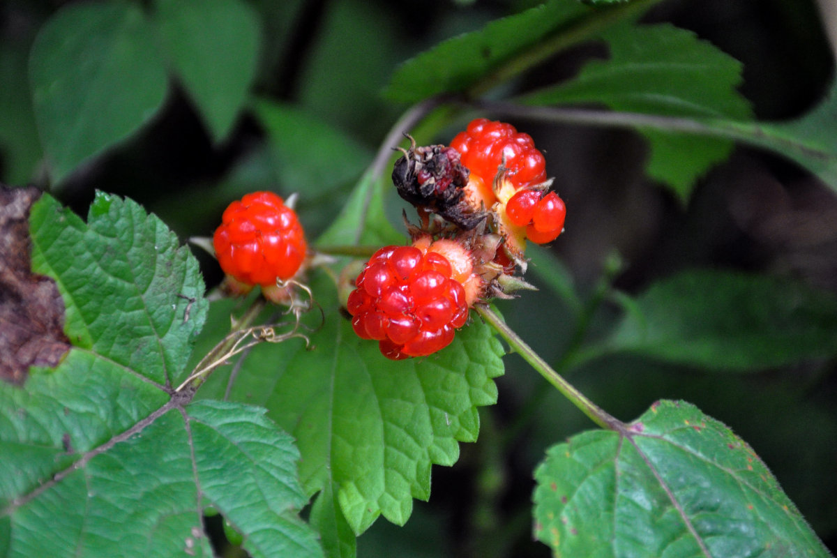 Image of Rubus crataegifolius specimen.